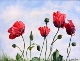 72 - Mary Vivian - Flowers of Remembrance - Watercolour.JPG